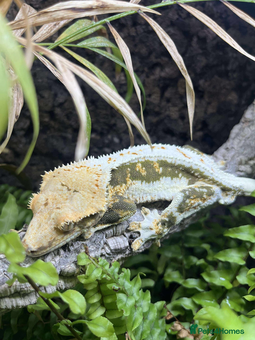 Gecko reptiles for sale: Various crested geckos and gargoyles - Image 1