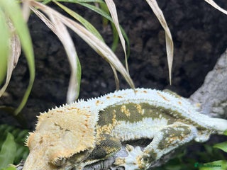 Gecko reptiles - Advert 2