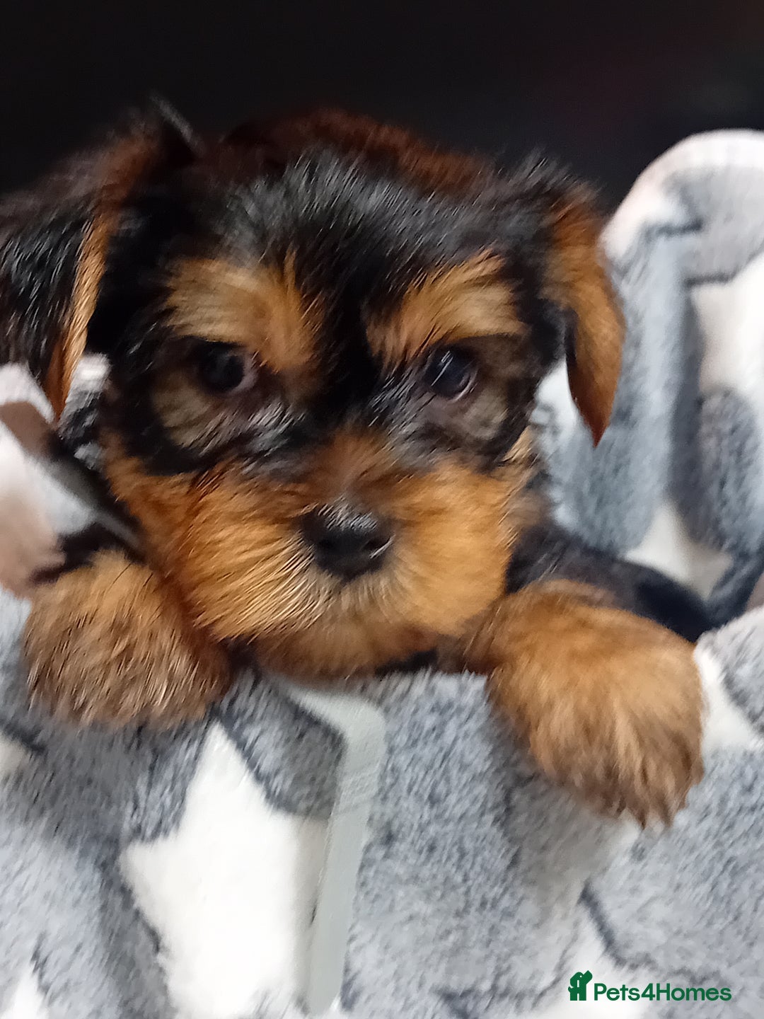 Yorkshire Terrier dogs for sale: Yorkshire Terrier Puppies 2 Boys and 1 Girl - Advert 6