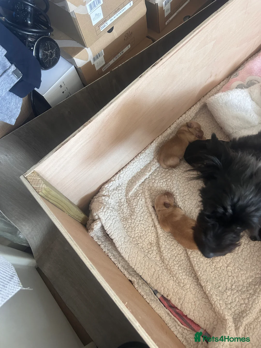 Yorkiepoo dogs for sale: Gorgeous Yorkiepoo’s - Advert 2