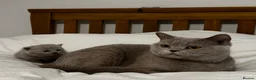 British Shorthair cats for sale: BSH Pedigree Cat and her kitten - Advert 5
