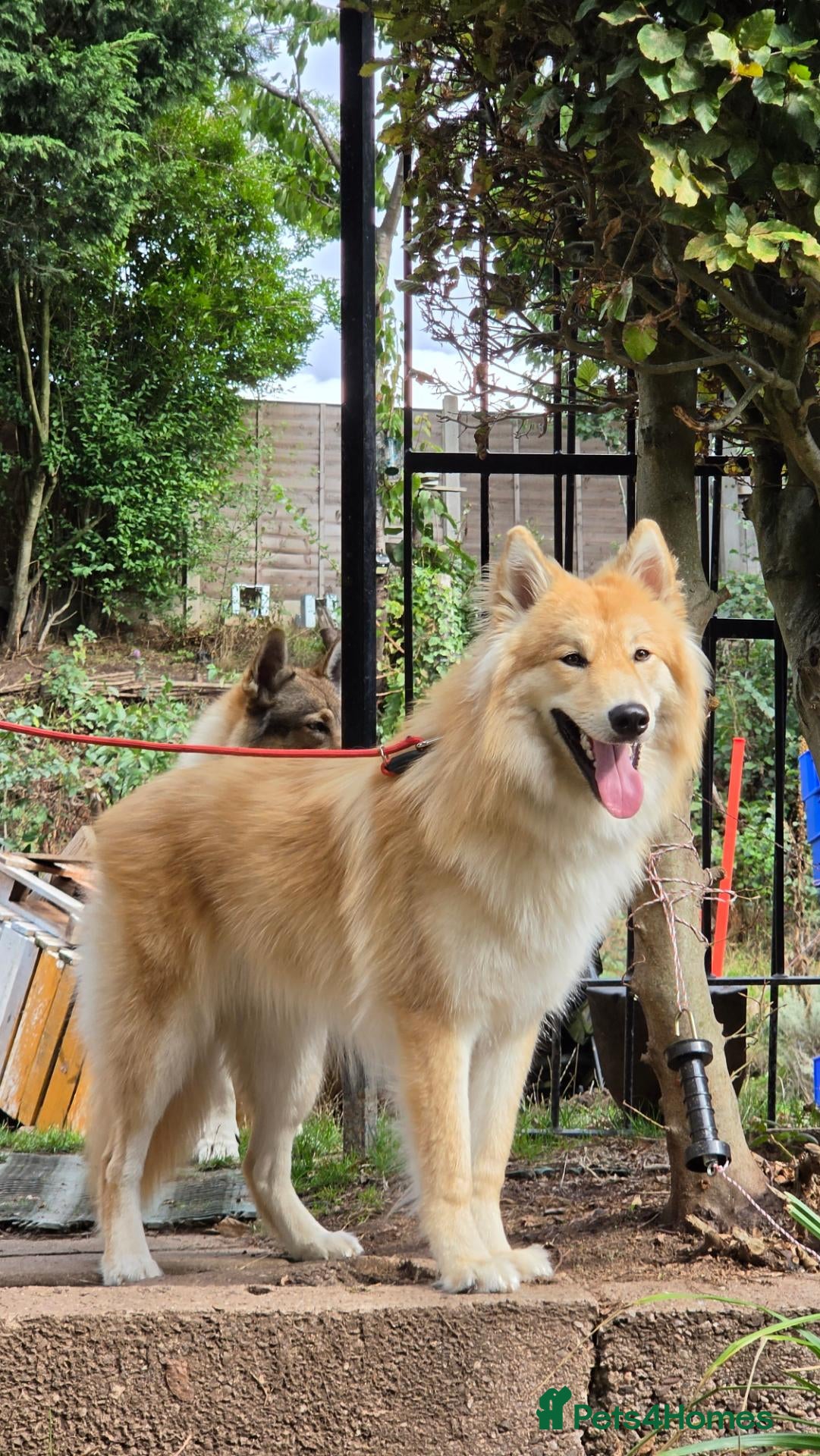 Mixed Breed dogs Wolfdog (10 month) - Advert 2