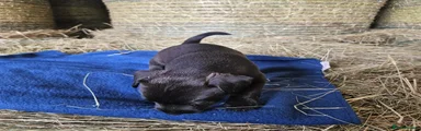 Patterdale Terrier 8 - Hattie