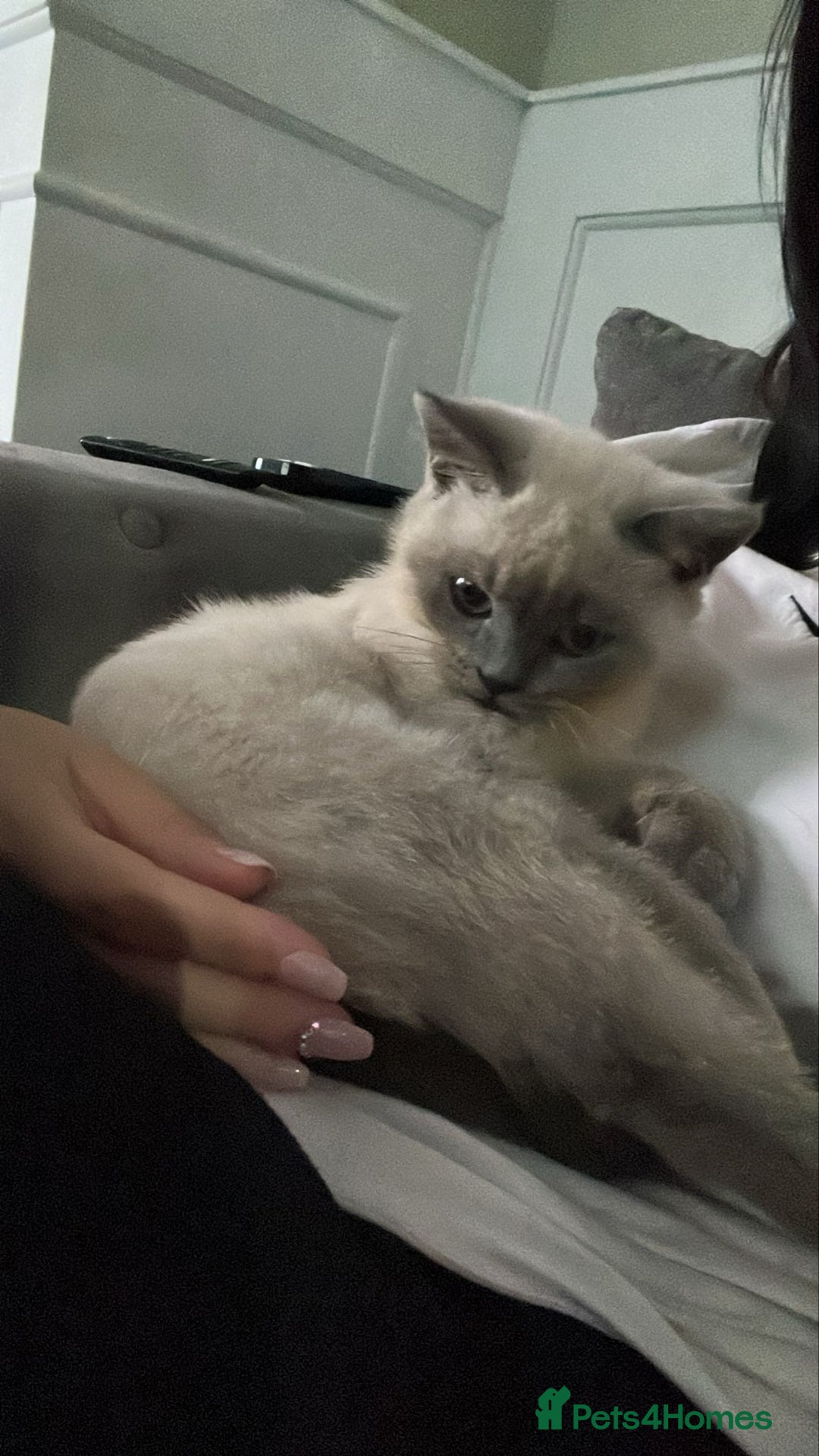 British Shorthair cats for sale: Male British shorthair - Image 6