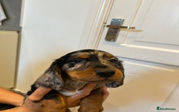 Cocker Spaniel dogs for sale: Super rare and unique show type dna tested Kc reg  - Image 12