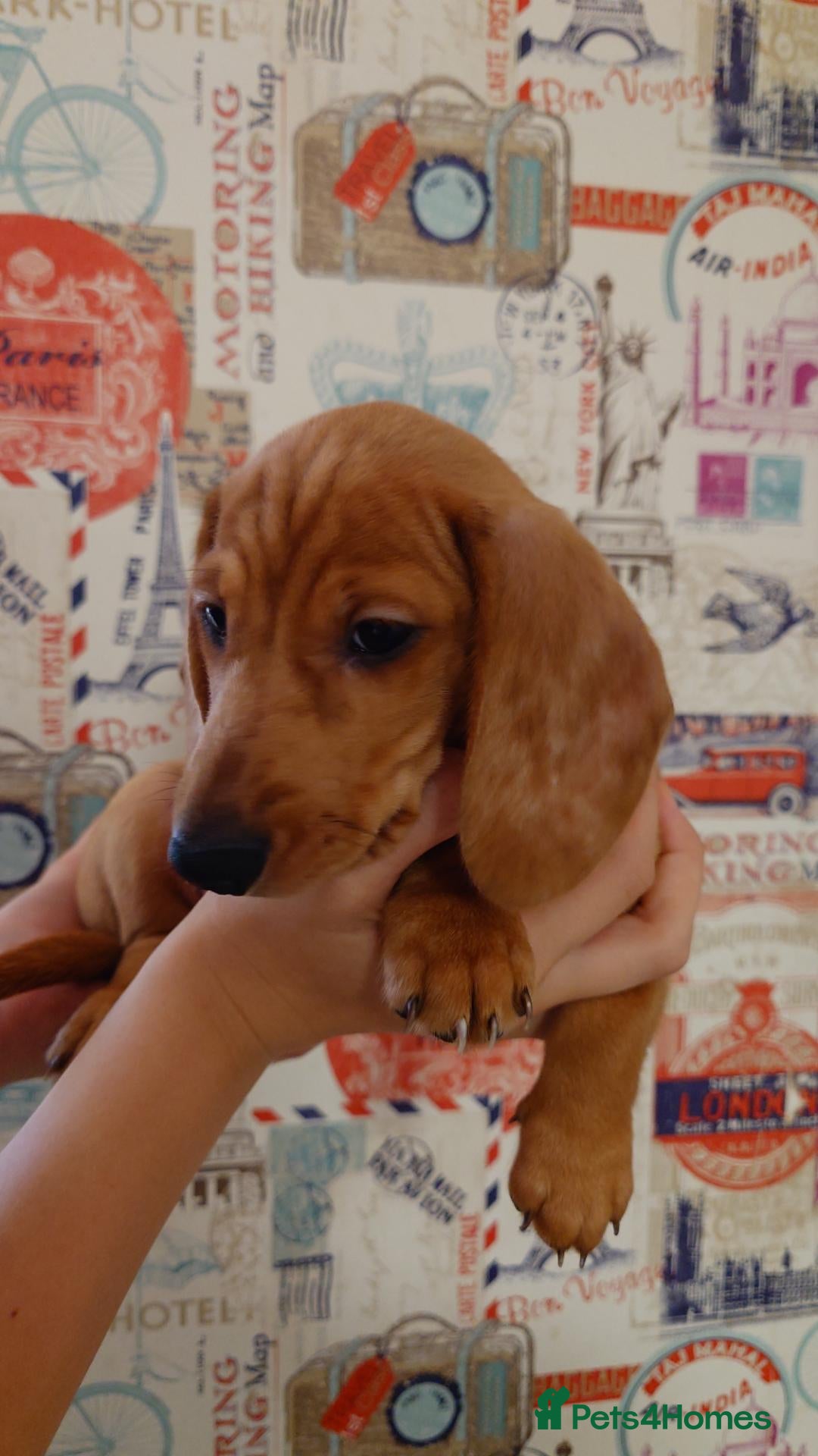 Miniature Dachshund dogs Beautiful Miniature Puppy Dachsung  - Advert 2