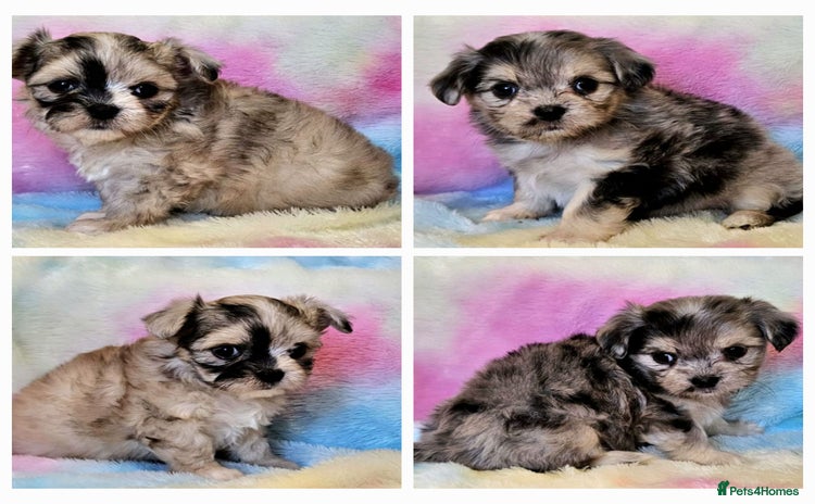 Chihuahua dogs - Advert 4