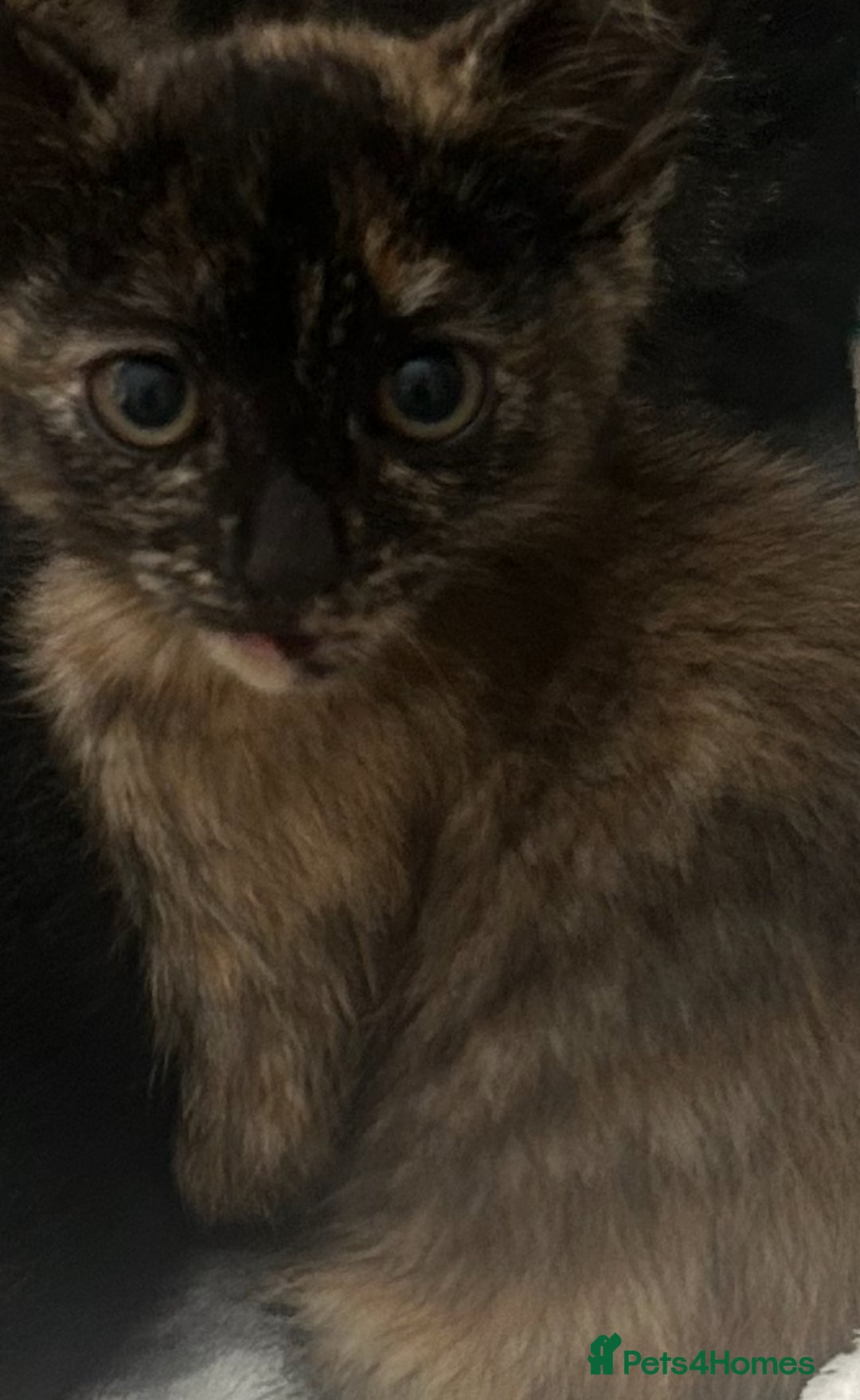 Mixed Breed cats for sale: 2 lovely brothers - Image 3