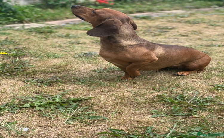 Miniature Dachshund dogs - Advert 10