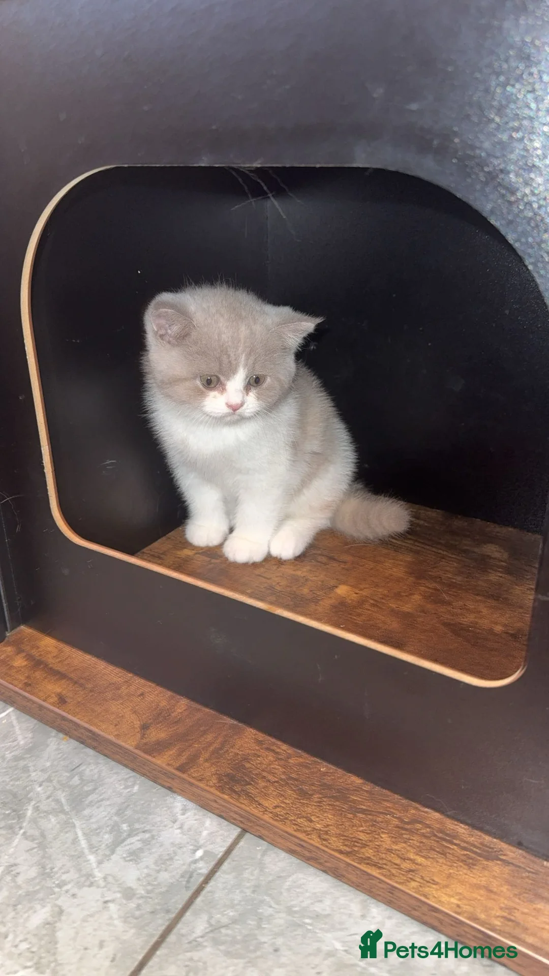 British Shorthair cats for sale: Stunning GCCF registered Lilac Tortie  - Advert 5