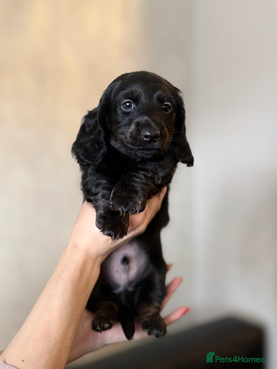 Miniature Dachshund dogs for sale: Mini long hair dachshunds  - Advert 6