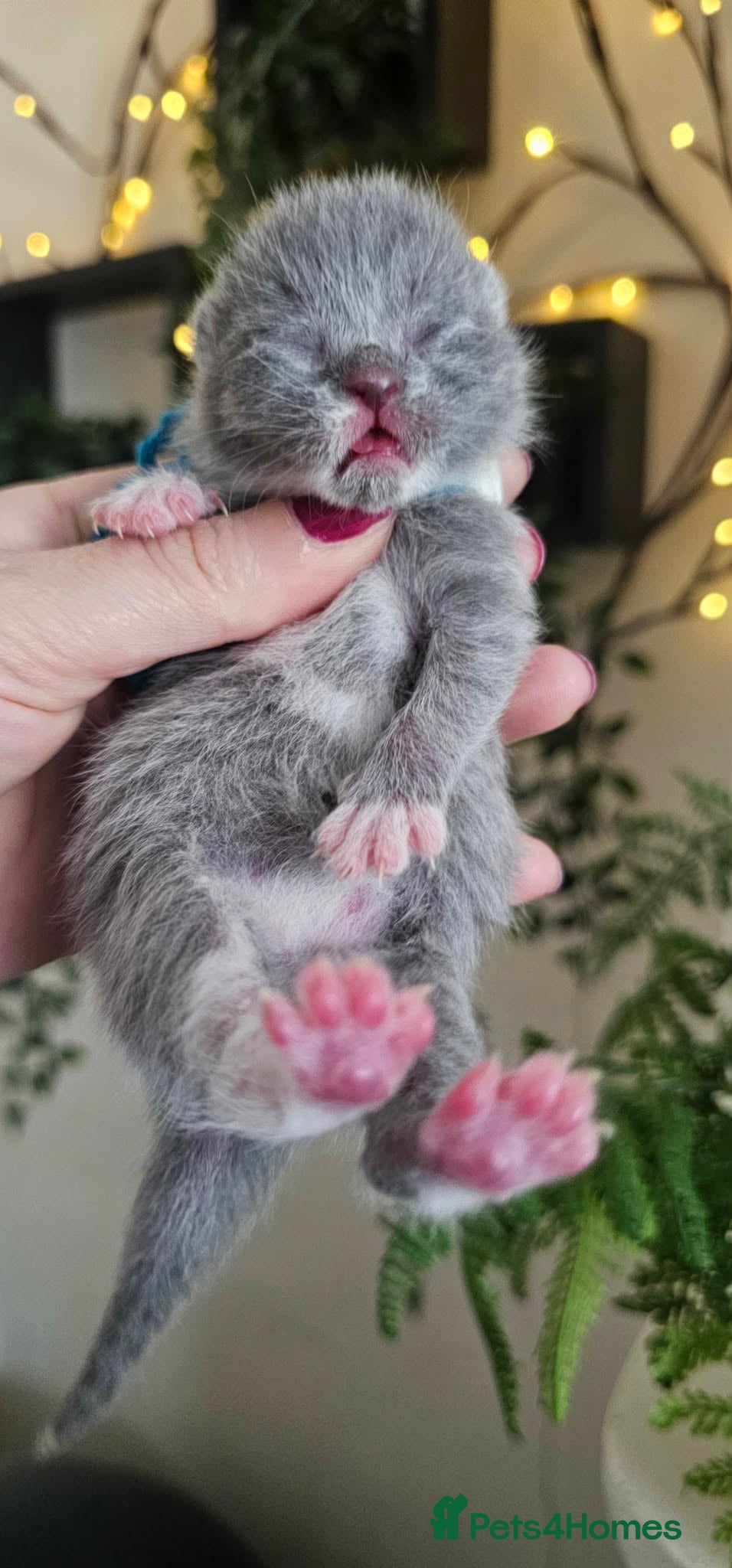 British Shorthair cats High Quality British Shorthair Kittens GCCF - Advert 1