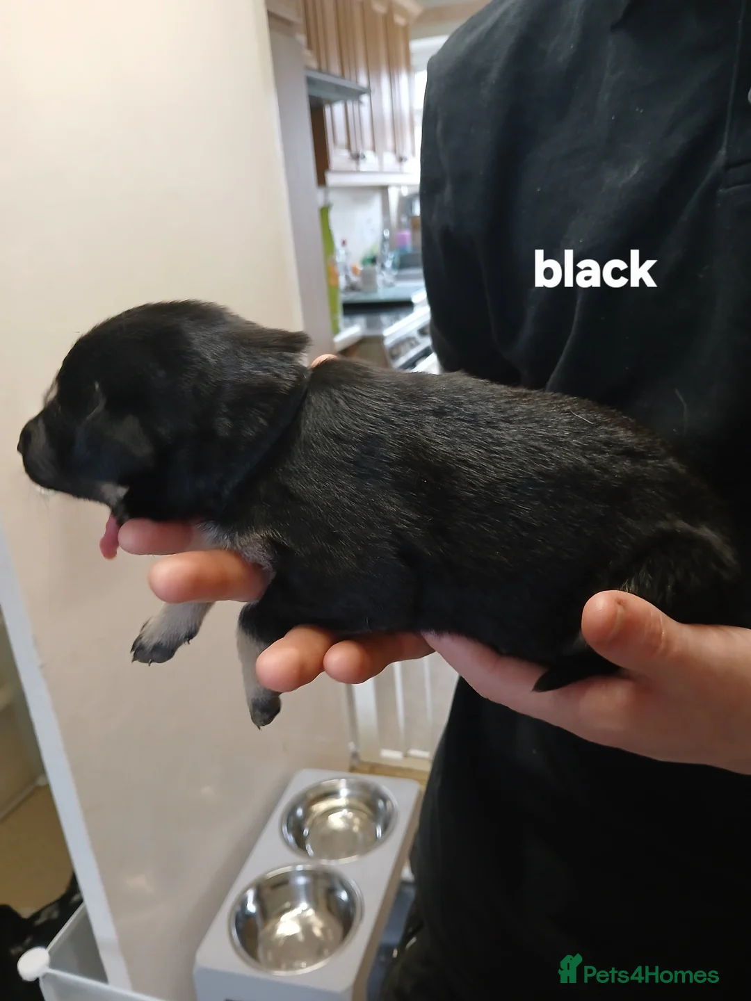 German Shepherd dogs for sale: German shepards  - Advert 19