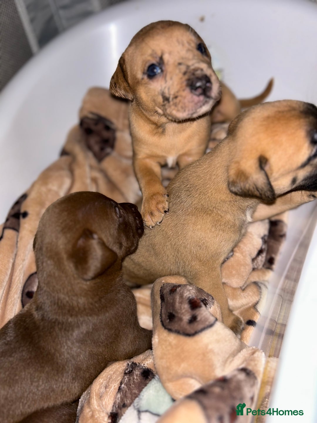 Mixed Breed dogs for sale: Mix breed Staff  - Advert 12