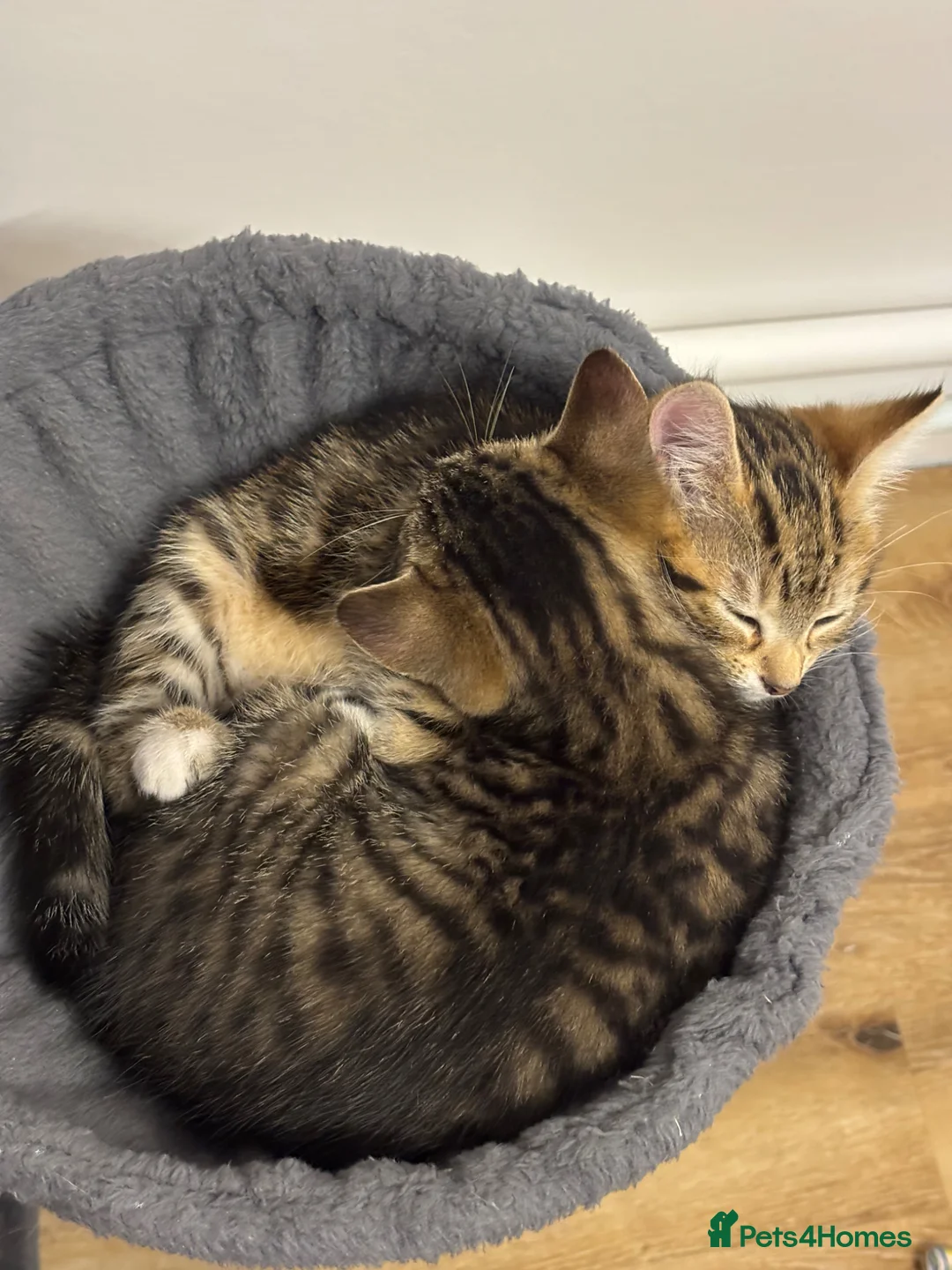 Mixed Breed cats for sale: Adorable tabby kittens  - Advert 1