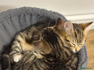 Mixed Breed cats Adorable tabby kittens - Advert 5