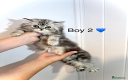 Persian cats for sale: Persian kittens - Image 6