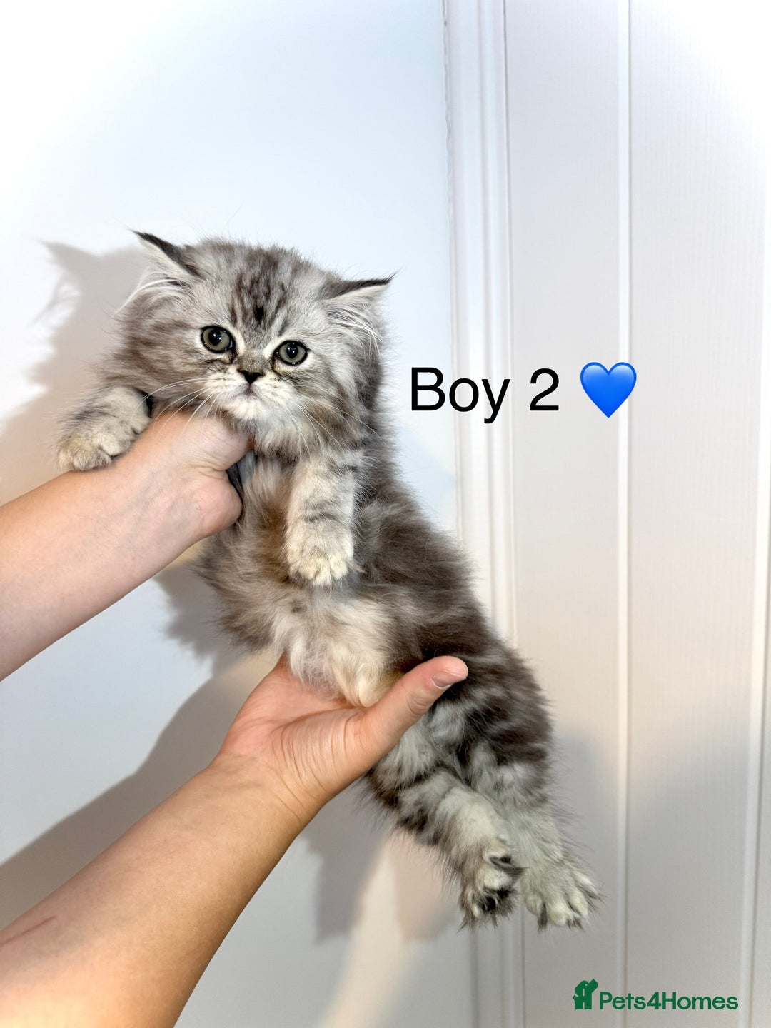 Persian cats for sale: Persian kittens - Image 6