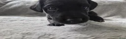 Mixed Breed dogs for sale: 🐾 Labrador × Whippet Puppies! 🐾 - Advert 7