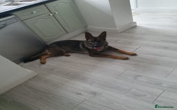 German Shepherd dogs for sale: German shepherd for sale - Image 1