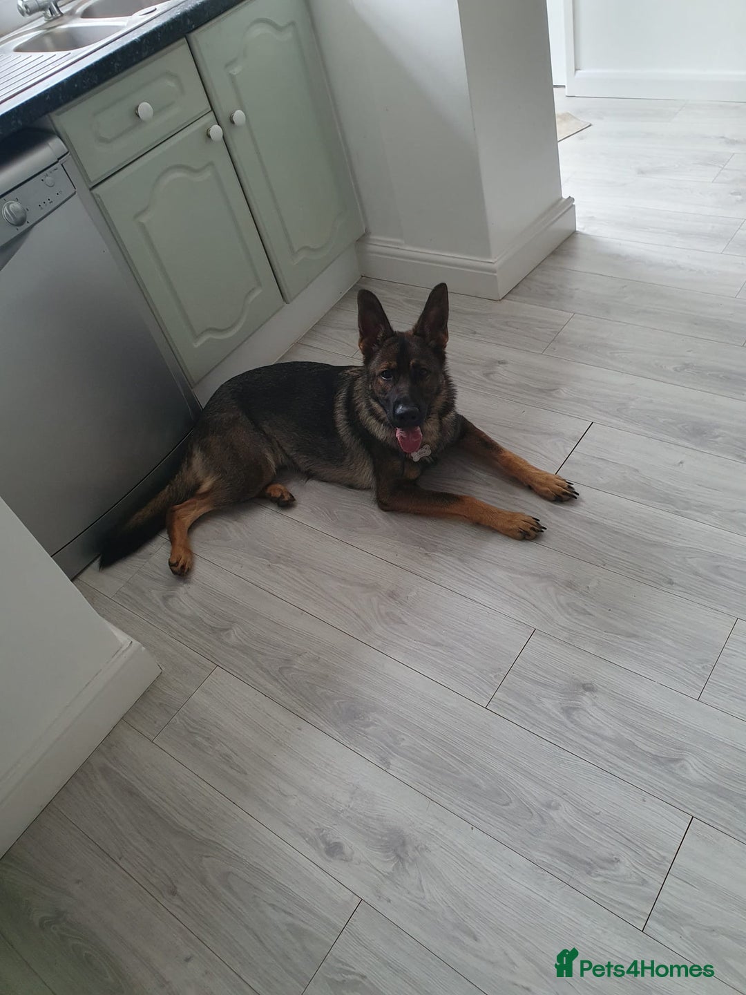 German Shepherd dogs for sale: German shepherd for sale - Image 1