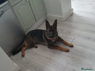German Shepherd dogs - Advert 35