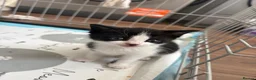 Mixed Breed cats for sale: 2X Female Kittens - Advert 3