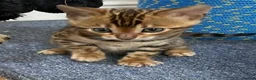Bengal cats for sale: Bengal Kittens GCCF Registered - Advert 6
