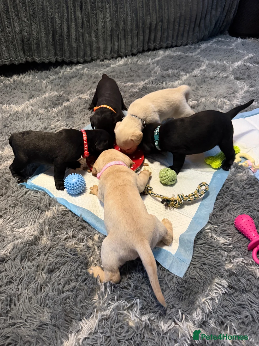 Labrador Retriever dogs for sale: KC REGISTERED LABRADOR PUPPIES ❤️ - Advert 2