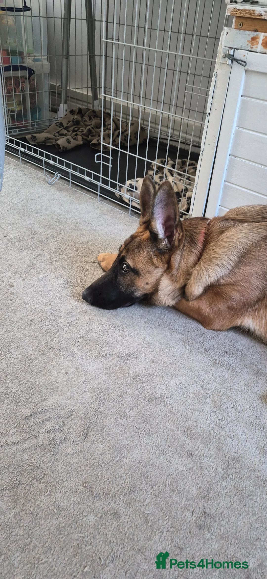 German Shepherd dogs for sale: GermanShepherd x Belgian Malinois 6month old bitch in Thetford - Advert 2