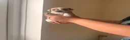 Mixed Breed dogs for sale: 5 jack Russel mix puppies - Advert 7