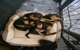 Rottweiler dogs for sale: Pure breed Rottweiler  - Image 15