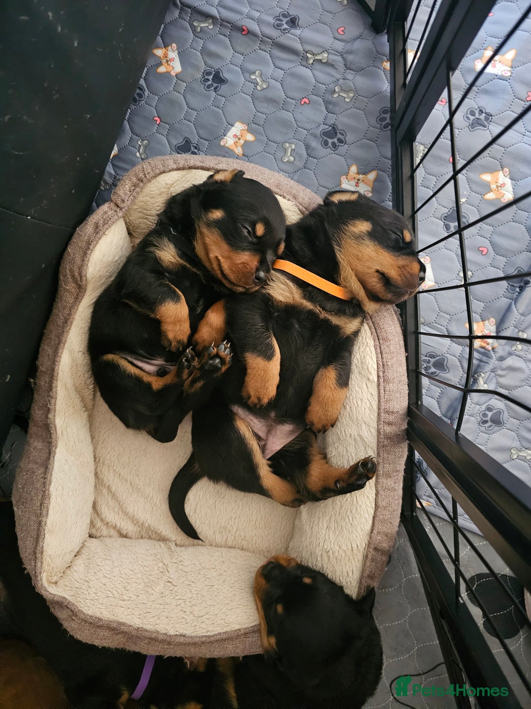 Rottweiler dogs for sale: Pure breed Rottweiler  - Image 15