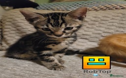 Bengal cats for sale: 💖🐱🐯Cute Half Bengel Kittens🐆🐈‍⬛💖 - Image 15