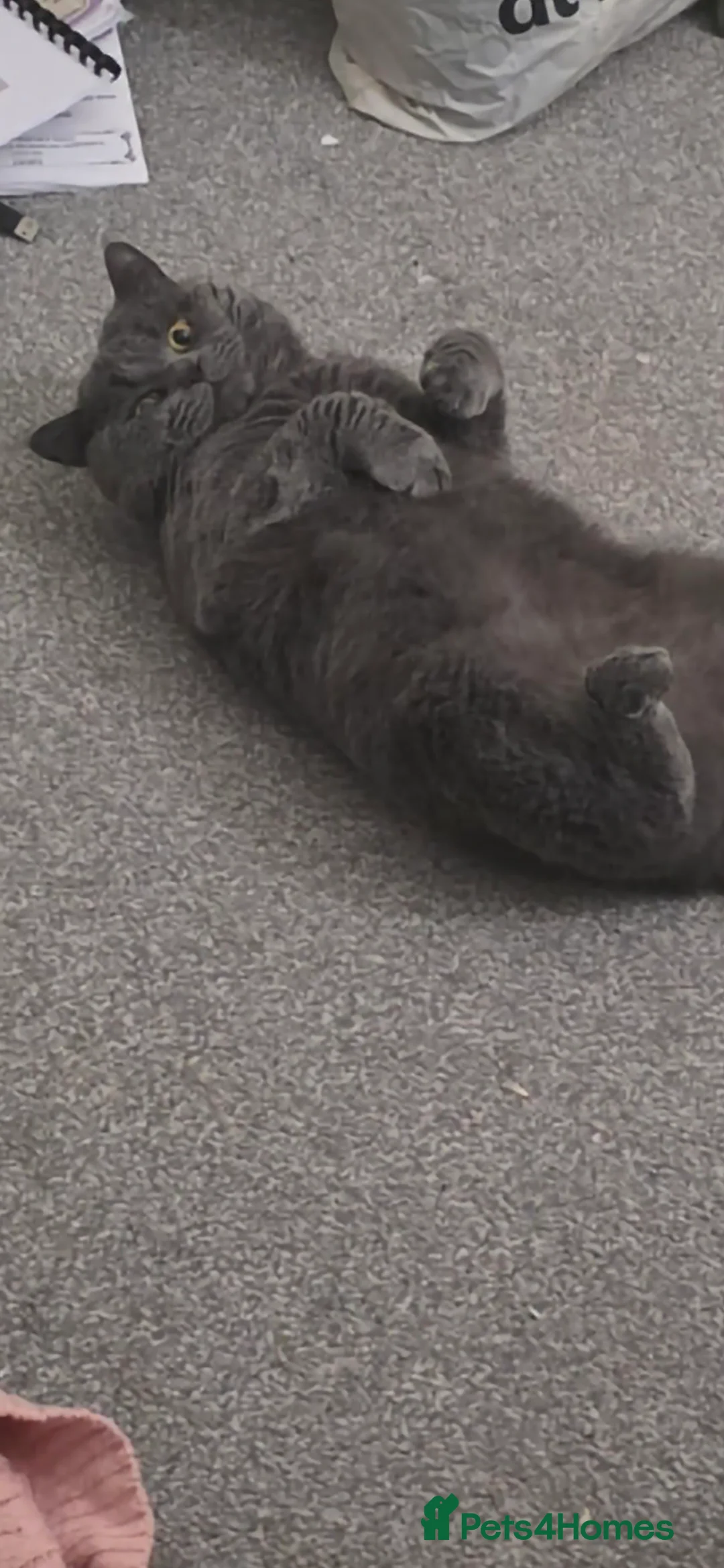 British Shorthair cats for stud: Stud Pedigree Actice Available, Friendly Gentle - Advert 7