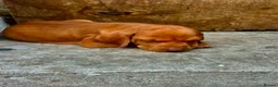 Hungarian Vizsla dogs for sale: Hungarian viszla puppies  - Advert 14