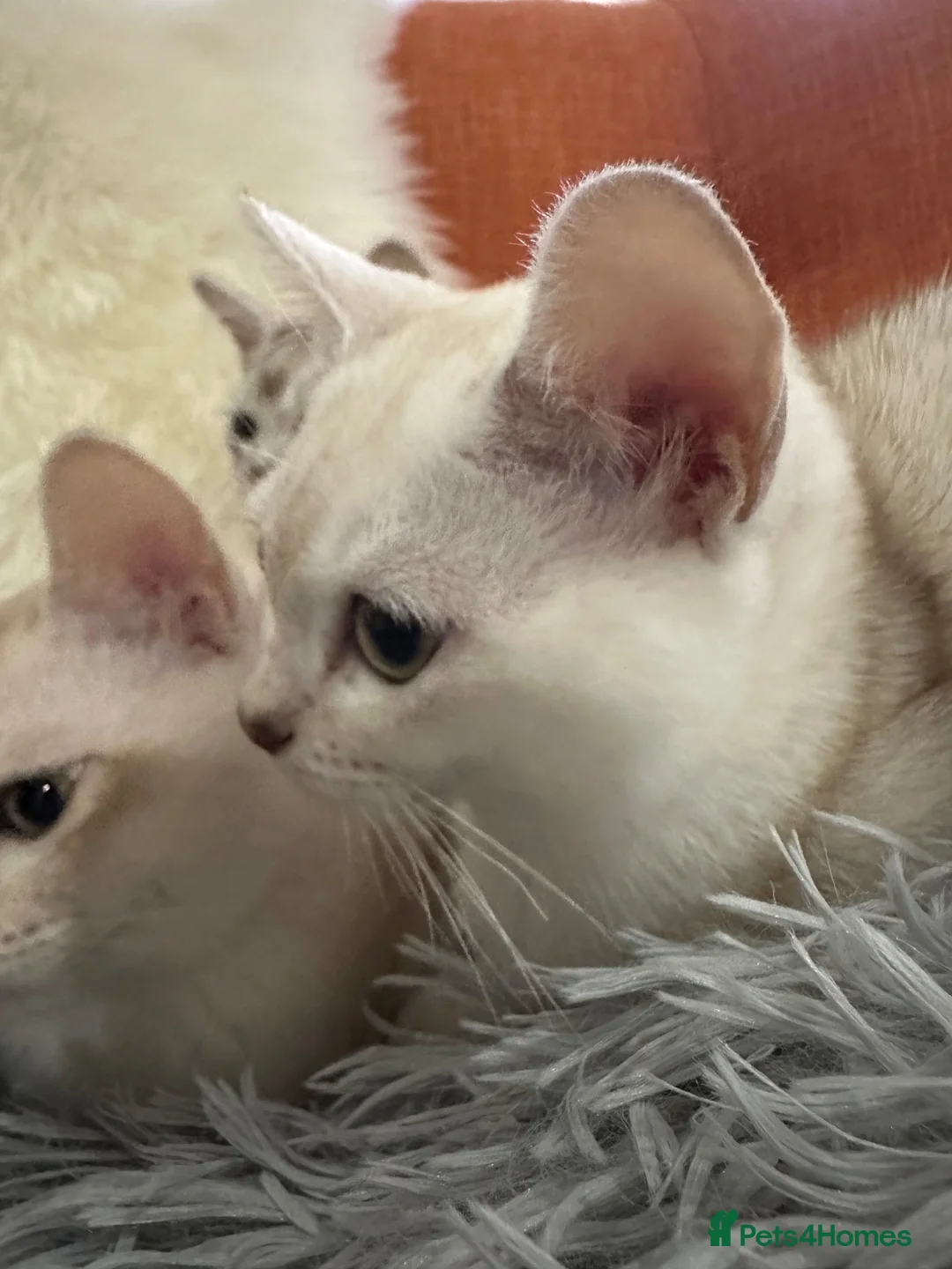 Burmese cats for sale: GCcF reg pedigree kittens  - Advert 2
