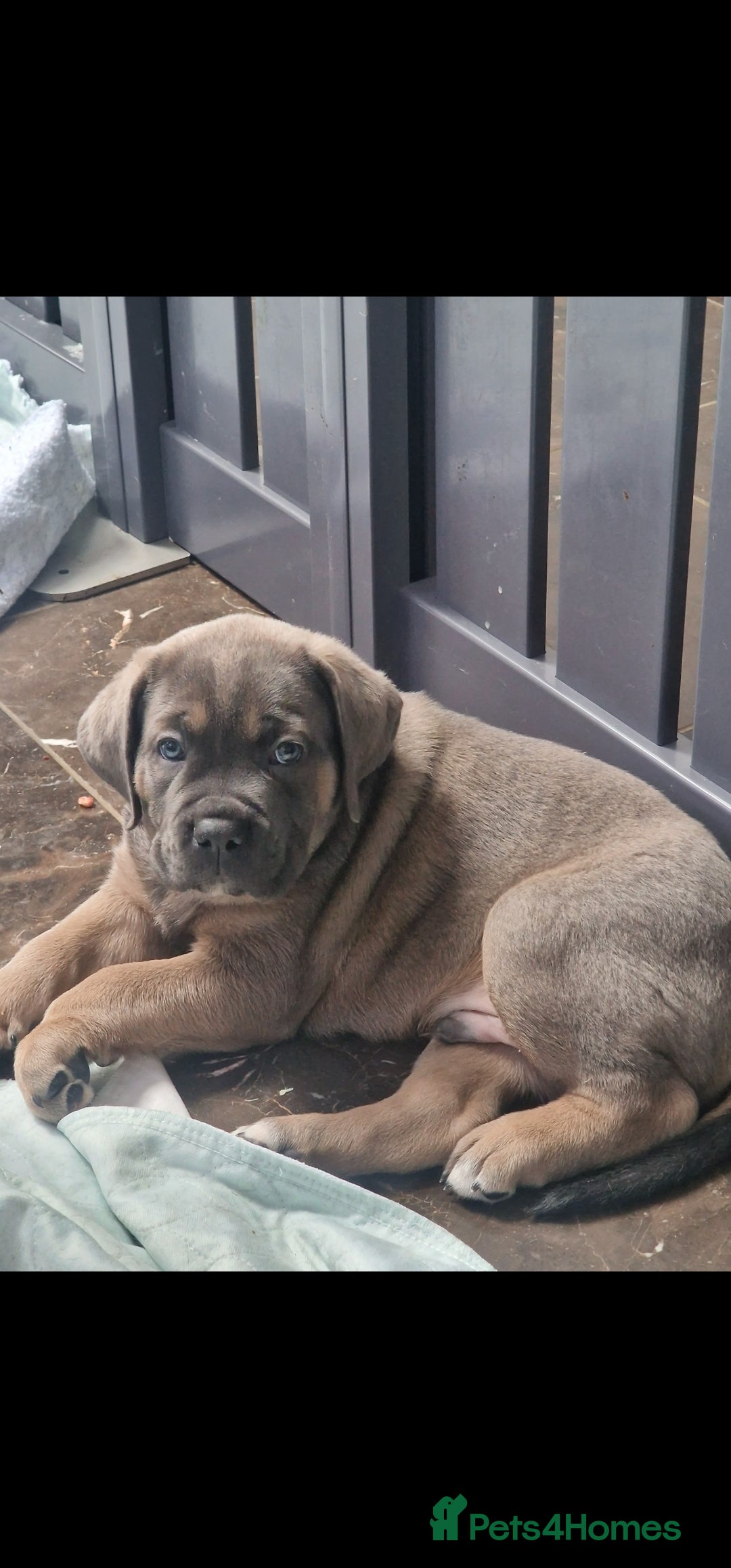 Cane Corso dogs for sale: Excellent Formentino Corso male puppies for sale.  - Image 7