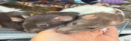 Rat rodents for sale: 3 gorgeous girls looking for a loving new home  - Advert 2