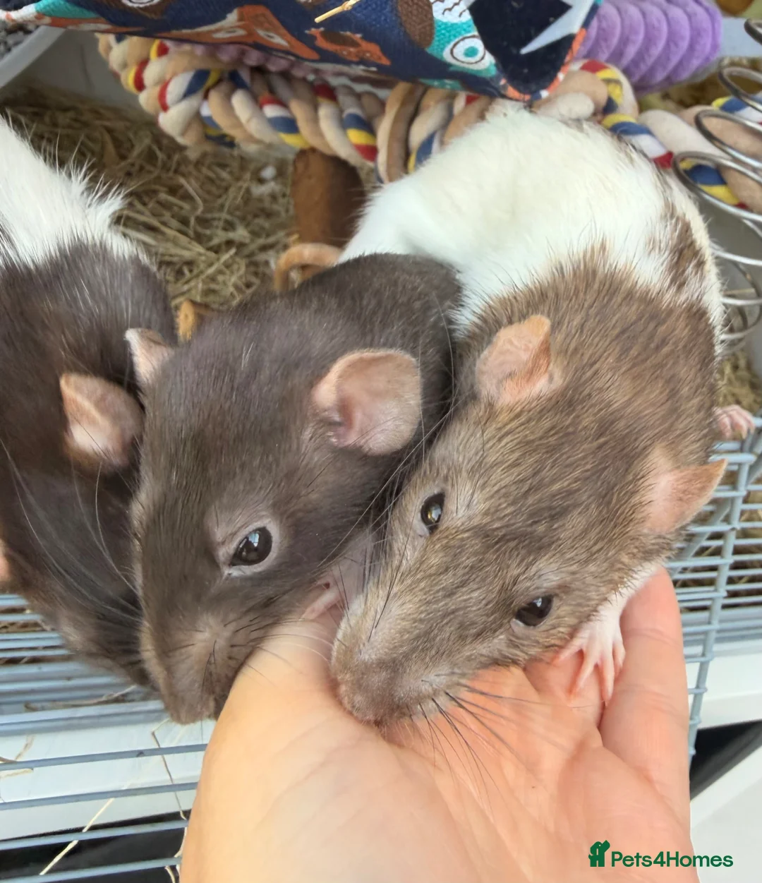 Rat rodents for sale: 3 gorgeous girls looking for a loving new home  - Advert 2