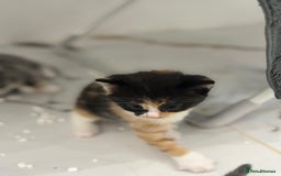 Mixed Breed cats for sale: Ragdoll x British Longhair x Moggie - Image 1