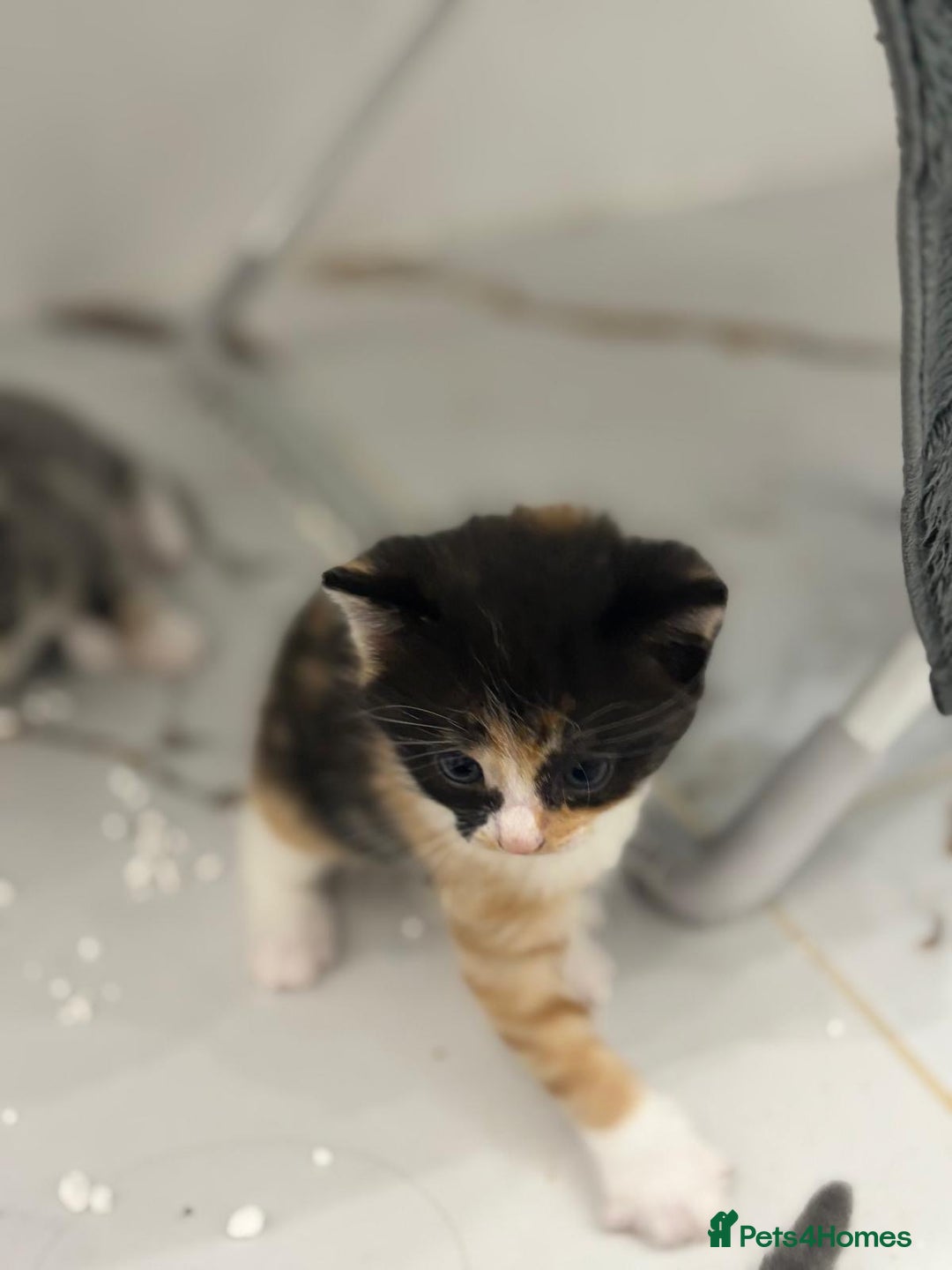 Mixed Breed cats for sale: Ragdoll x British Longhair x Moggie - Image 1