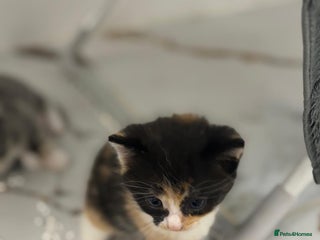 Mixed Breed cats for sale - Advert 1