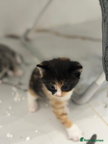 Mixed Breed cats - Advert 1