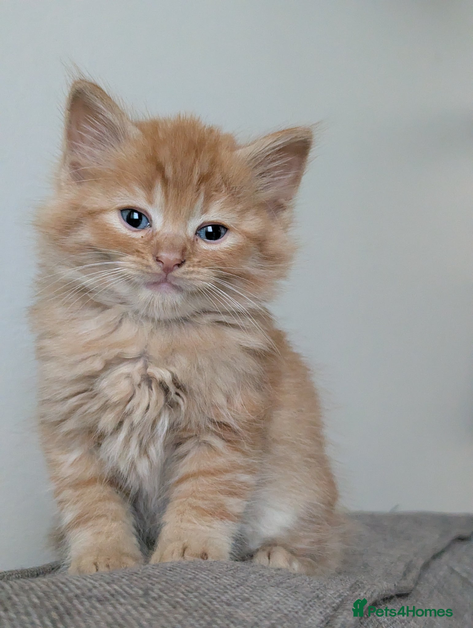 Mixed Breed cats for sale: Beautiful half ragdoll kittens  - Advert 1