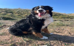 Bernese Mountain Dog dogs for stud: Bernese Mountain Dog for stud in Glasgow - Image 10