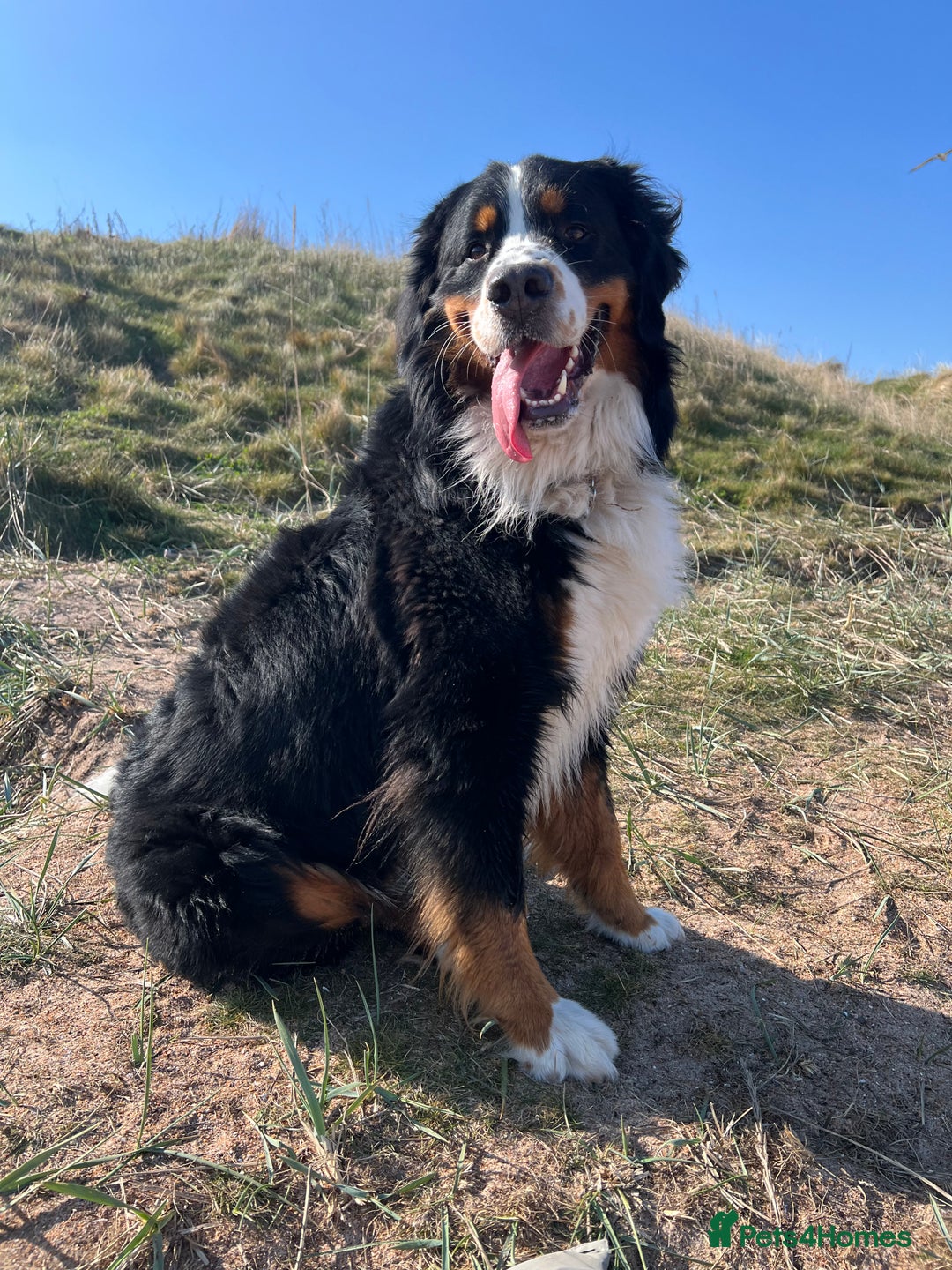 Bernese Mountain Dog dogs for stud: Bernese Mountain Dog for stud in Glasgow - Image 10