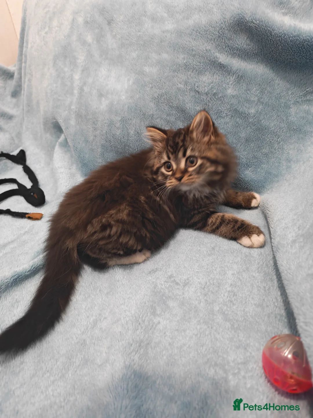 Mixed Breed cats for sale: Sccotis flod & Fluffy kittens VIDEOS - Advert 8