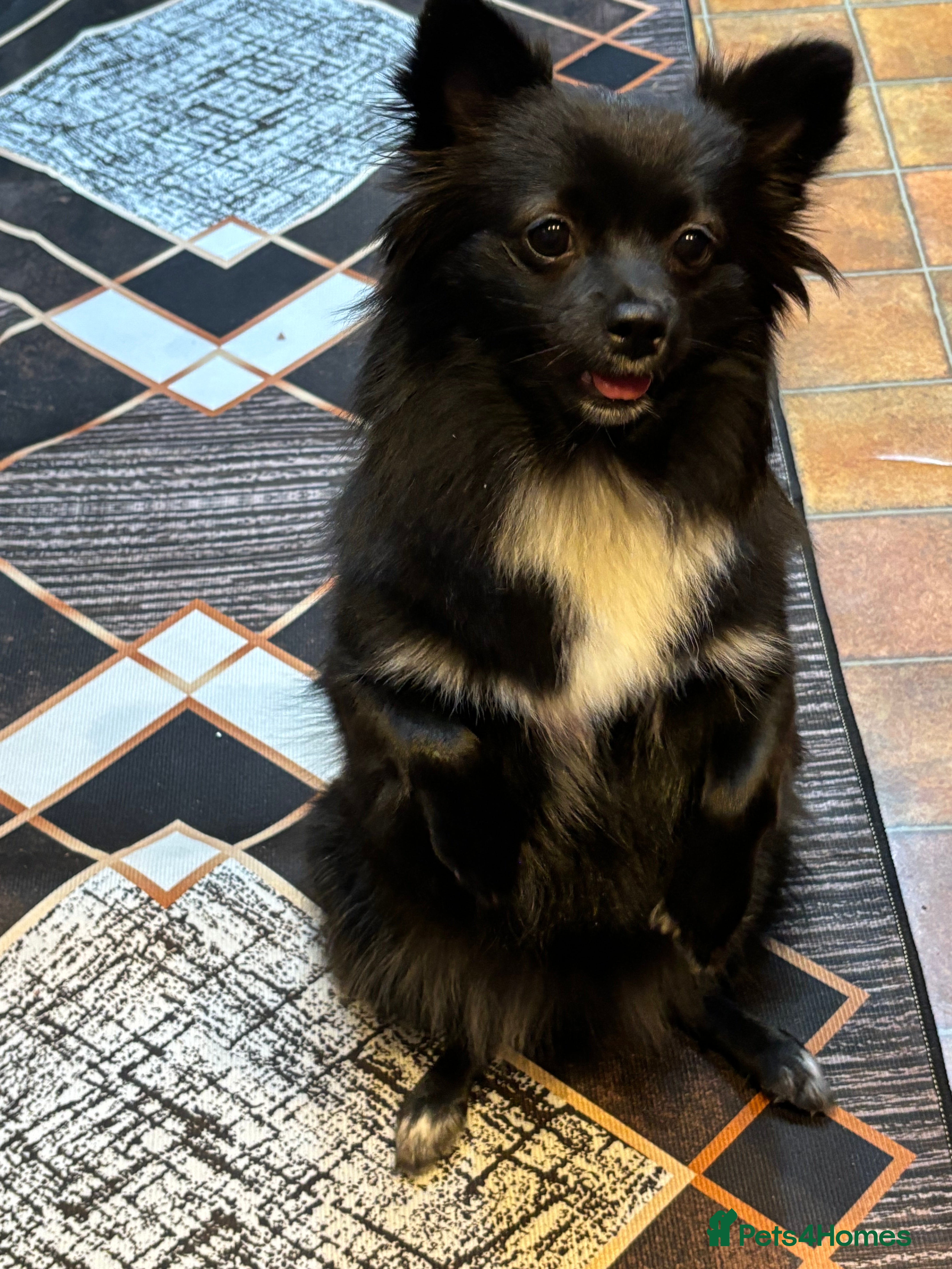 Pomeranian dogs • Beautiful Female Pomeranian – Bonnie - Advert 1