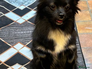 Pomeranian dogs • Beautiful Female Pomeranian – Bonnie - Advert 7